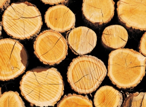 我国木材进口对外依存度扩大 瑞典木材商来华抢客